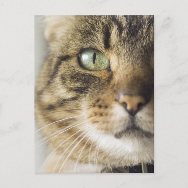 Close-up of cat (focus on eye) postcard (Front)