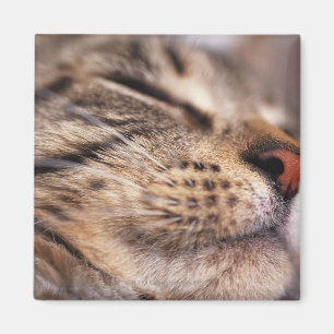 Close-up of cat whiskers and muzzle magnet