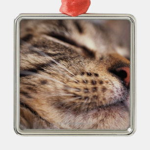Close-up of cat whiskers and muzzle metal tree decoration