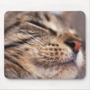 Close-up of cat whiskers and muzzle mouse mat