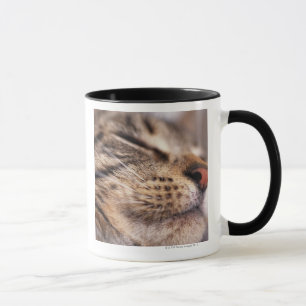 Close-up of cat whiskers and muzzle mug