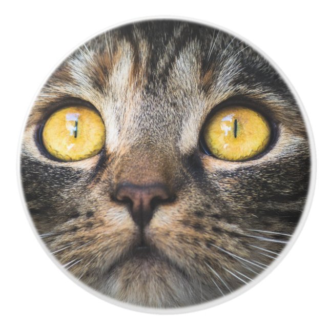 Close-up of Cat with Yellow Eyes Ceramic Knob (Front)
