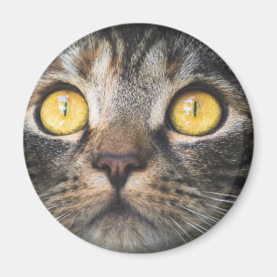 Close-up of Cat with Yellow Eyes Magnet