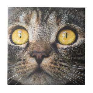 Close-up of Cat with Yellow Eyes Tile