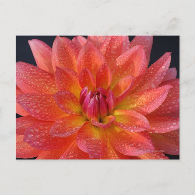Close up of centre of orange dahlia, Dahlia Postcard (Front)