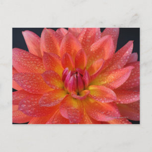 Close up of centre of orange dahlia, Dahlia Postcard