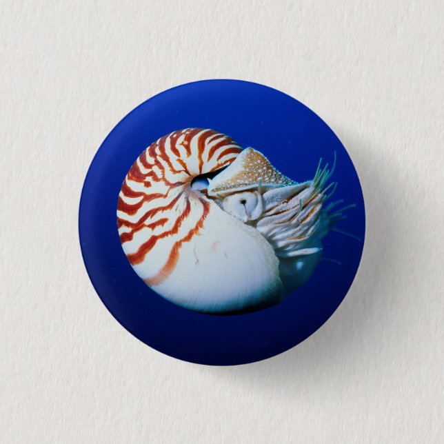 Close-Up Of Chambered Nautilus 3 Cm Round Badge (Front)