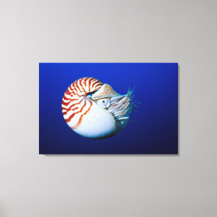 Close-Up Of Chambered Nautilus Canvas Print