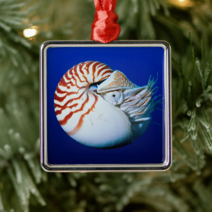 Close-Up Of Chambered Nautilus Metal Tree Decoration