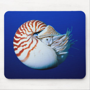 Close-Up Of Chambered Nautilus Mouse Mat