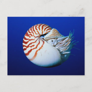 Close-Up Of Chambered Nautilus Postcard