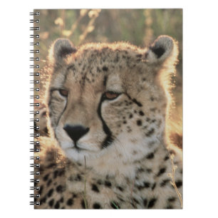 Close-up of Cheetahs Notebook