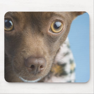Close-up of chihuahua with furry collar mouse mat