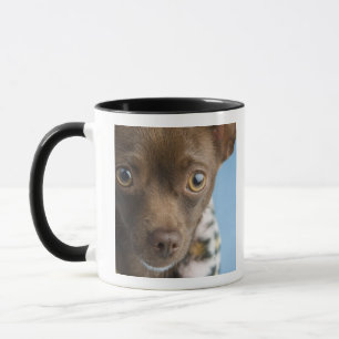 Close-up of chihuahua with furry collar mug