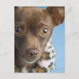 Close-up of chihuahua with furry collar postcard