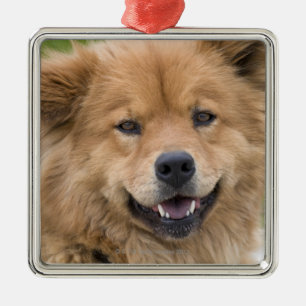 Close up of chow mix dog outdoors. metal tree decoration