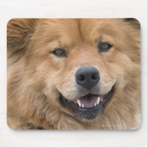 Close up of chow mix dog outdoors. mouse mat