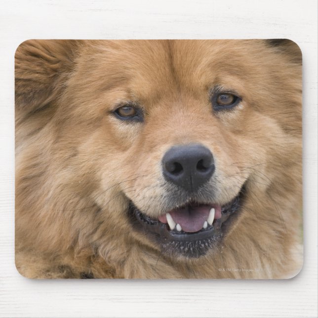 Close up of chow mix dog outdoors. mouse mat (Front)