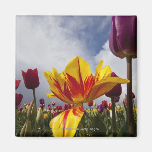 Close Up of Colourful Blooming Tulips In Oregon Magnet