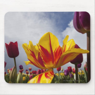 Close Up of Colourful Blooming Tulips In Oregon Mouse Mat