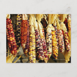 Close-up of colourful Indian corn in shop in Postcard