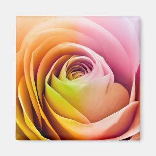 Close up of Colourful Rose Petals Magnet