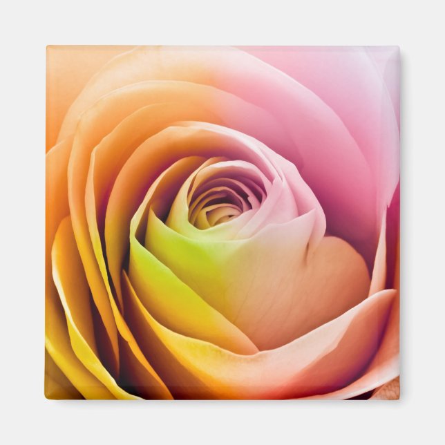Close up of Colourful Rose Petals Magnet (Front)