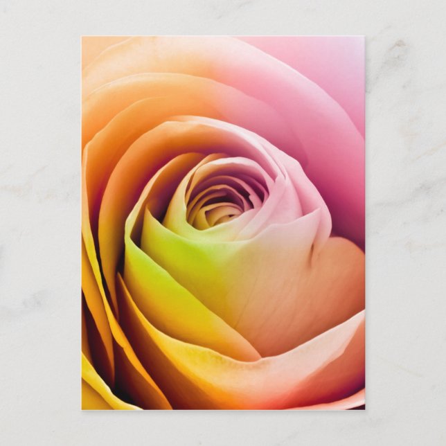 Close up of Colourful Rose Petals Postcard (Front)