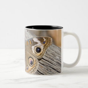 Close up of common buckeye butterfly (Junonia Two-Tone Coffee Mug