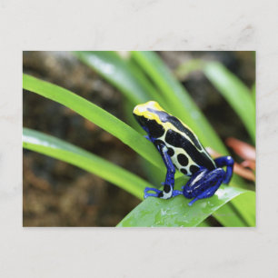 Close-up of Costa Rican Cobalt Dyeing Dart Frog Postcard