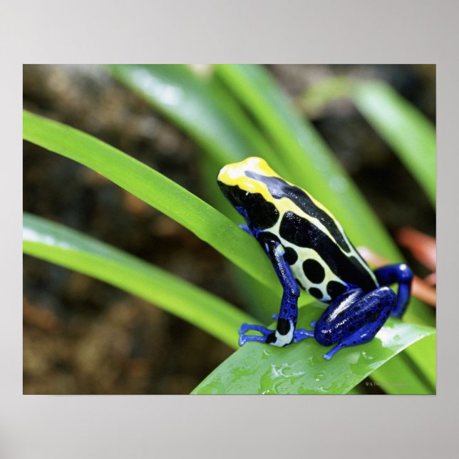 Close-up of Costa Rican Cobalt Dyeing Dart Frog Poster (Front)