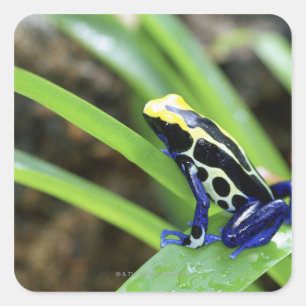 Close-up of Costa Rican Cobalt Dyeing Dart Frog Square Sticker