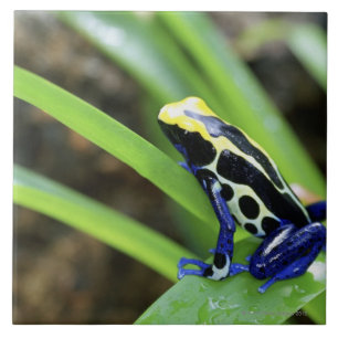 Close-up of Costa Rican Cobalt Dyeing Dart Frog Tile