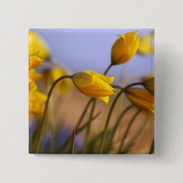 Close-up of daffodils 15 cm square badge (Front)