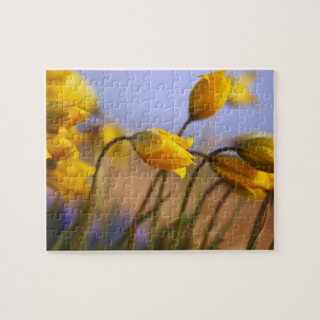 Close-up of daffodils jigsaw puzzle (Horizontal)