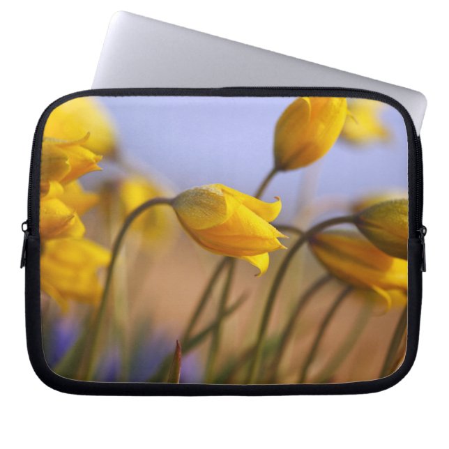 Close-up of daffodils laptop sleeve (Front)