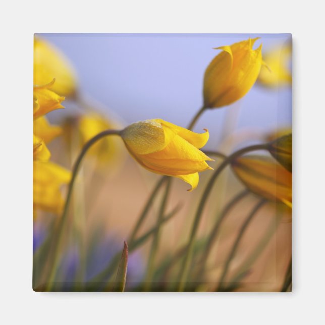 Close-up of daffodils magnet (Front)