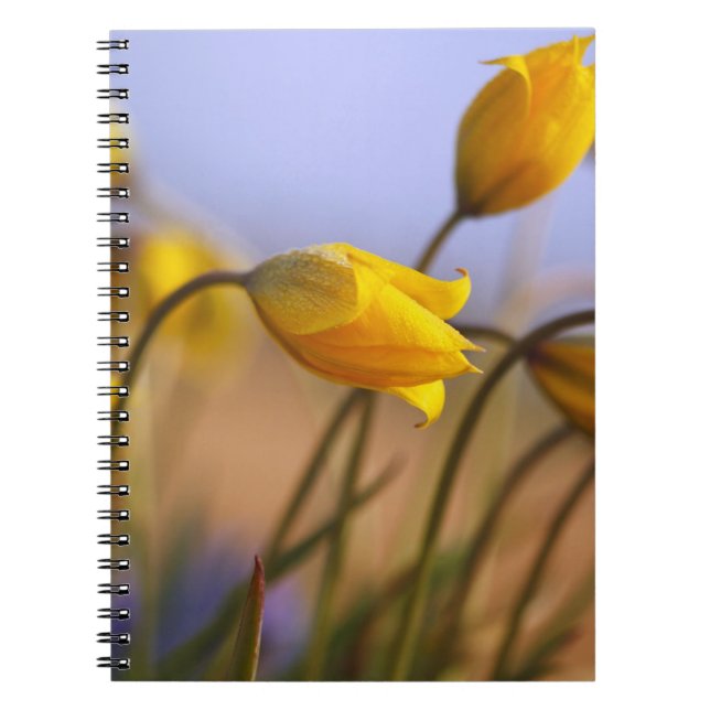 Close-up of daffodils notebook (Front)