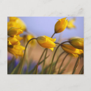 Close-up of daffodils postcard