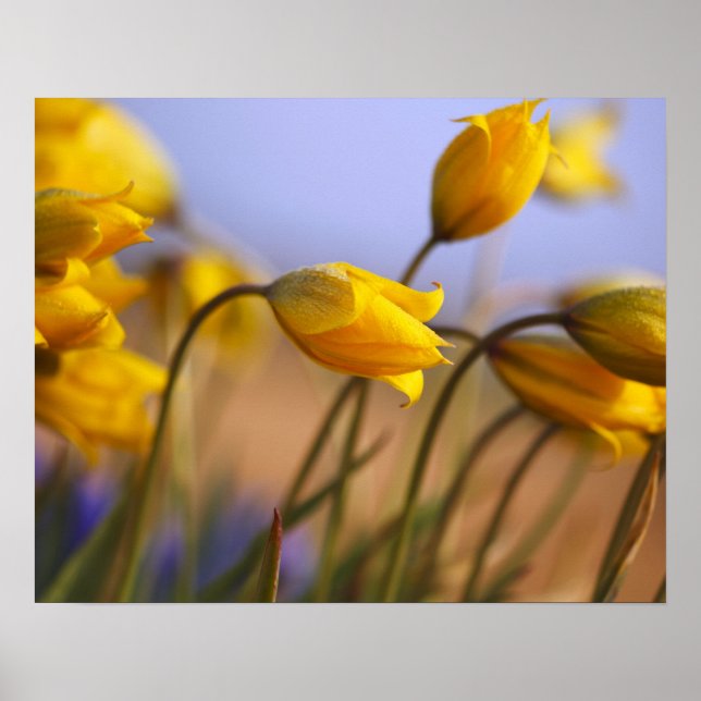 Close-up of daffodils poster (Front)