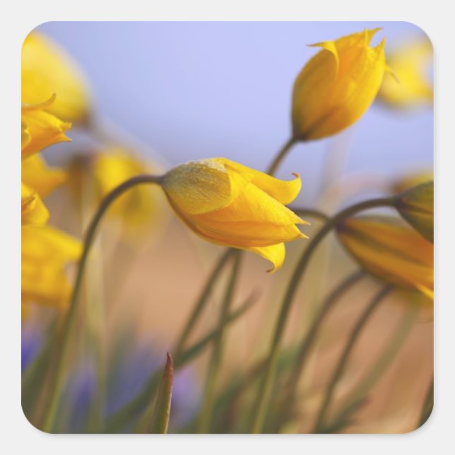 Close-up of daffodils square sticker (Front)