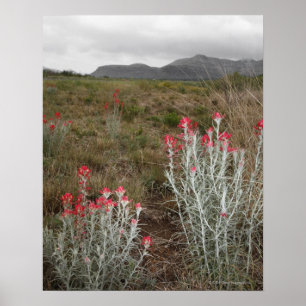 Close-up of Desert Plants, Del Rio, Texas, USA Poster