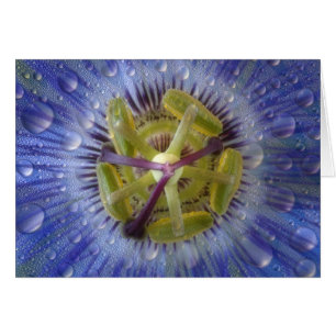 Close-up of dewy passion flower. Credit as: Don
