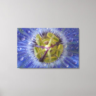 Close-up of dewy passion flower. Credit as: Don Canvas Print