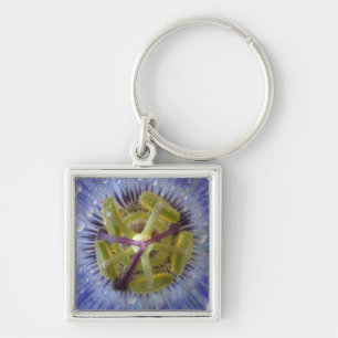 Close-up of dewy passion flower. Credit as: Don Key Ring
