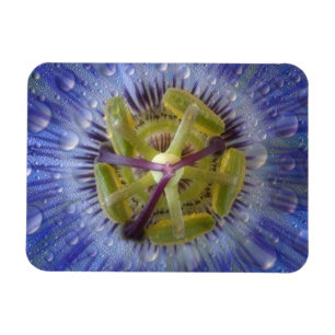 Close-up of dewy passion flower. Credit as: Don Magnet