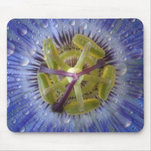 Close-up of dewy passion flower. Credit as: Don Mouse Mat