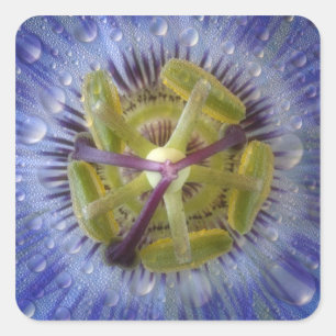 Close-up of dewy passion flower. Credit as: Don Square Sticker