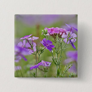 Close-up of Drummond Phlox, Phlox drummondi, 2 15 Cm Square Badge