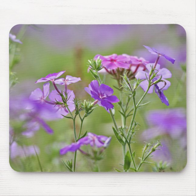 Close-up of Drummond Phlox, Phlox drummondi, 2 Mouse Mat (Front)